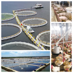 High-Efficiency 50% Potassium Monopersulfate Disinfectant-Oxygenation, Algae Control & Disease Prevention in Fish Farms