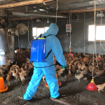 50% Potassium Monopersulfate Compound Powder for Chicken and Pigs Disinfection Breeding