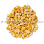 Yellow Corn Manufacturer - Best Quality Non GMO Bulk Supply