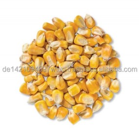 Yellow Corn Manufacturer - Best Quality Non GMO Bulk Supply