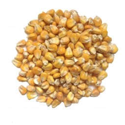 Yellow Maize Supplier - Wholesale Discount Price Animal Feed