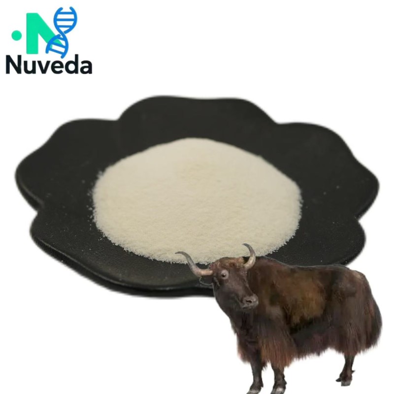 Bovine Testicle Powder Manufacturer - Lyophilized Bull Testicular Powder Bulk