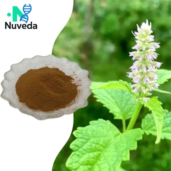 Agastache Rugosa Extract Supplier - 10:1 30:1 Patchouli Extract Custom Powder