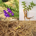 Skullcap Root Extract Powder - Radix Scutellariae Bulk Supplier OEM