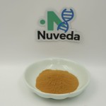 Bacopa Extract Powder Supplier - 50% Bacopasides GMP Standard Easy Absorb