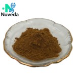 Alisma Extract Powder Supplier - Wild Rhizoma Alismatis 10:1 Polypeptide