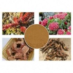 Rhodiola Herbal Extract Powder - Skincare Wellbeing Supplement OEM Service