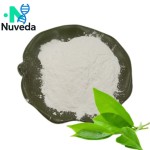 Green Tea Extract Powder - 95% 98% L-Epicatechin Food Supplement New Arrival