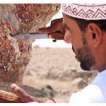 Frankincense Manufacturer - Natural Tears Grade Supplier