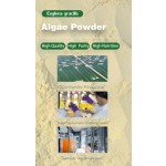 Euglena Powder Factory - Paraxanthine Nutrition Supplement 60%