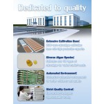 Chlorella Powder Supplier - Microalgae Aquatic Feed High Protein