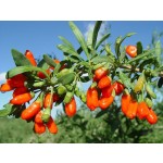 Black Wolfberry Powder Manufacturer - Bulk Goji Berry Supplier