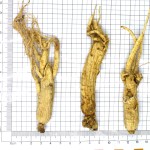 Panax Ginseng Extract Factory - Chinese Ginseng Powder Supplier