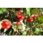 Cornus Extract Factory - Natural Organic Fruit Powder