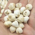 Fritillary Bulb Manufacturer - Chinese Medicine Tablets Supplier