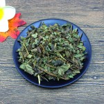 Houttuynia Cordata Manufacturer - Fish Mint Leaf Supplier