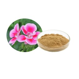 Geranium Extract Powder Manufacturer - 20:1 Pelargonium Custom Extract