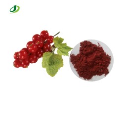 Red Currant Extract Factory - 10:1 Gooseberry Powder Ribes Custom
