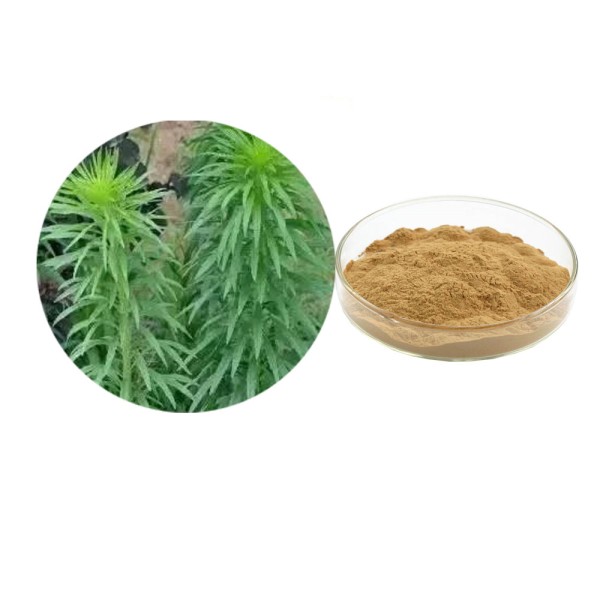 Conyza Canadensis Extract Manufacturer - 10:1 Herb Powder Bulk