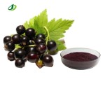 Black Currant Extract Supplier - 5%-25% Anthocyanidins Bulk Custom