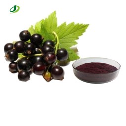 Black Currant Extract Supplier - 5%-25% Anthocyanidins Bulk Custom
