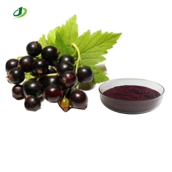 Black Currant Extract Supplier - 5%-25% Anthocyanidins Bulk Custom