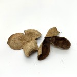 Orange Peel Extract Supplier - Xinhui Tangerine Peel Bulk