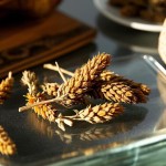 Prunella Vulgaris Manufacturer - Dried Self Heal Herb Bulk