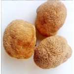 Hericium Rrinaceus Manufacturer - Dried Lion's Mane Supplier