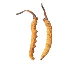 Cordyceps Sinensis Factory - DongChongXiaCao Dried