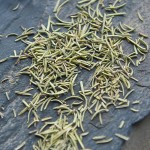 Rosemary Leaves Factory - Turkish Spice Tea