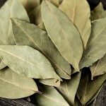 Bay Leaf Factory - Laurel Leaves Cooking