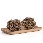 Maitake Mushroom Manufacturer - Grifron Dietary Supplement