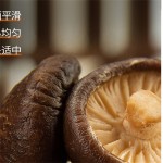 Shiitake Mushroom Manufacturer - Dried Mycelium Supplier