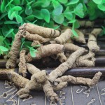 Morinda Root Manufacturer - Traditional Herbal