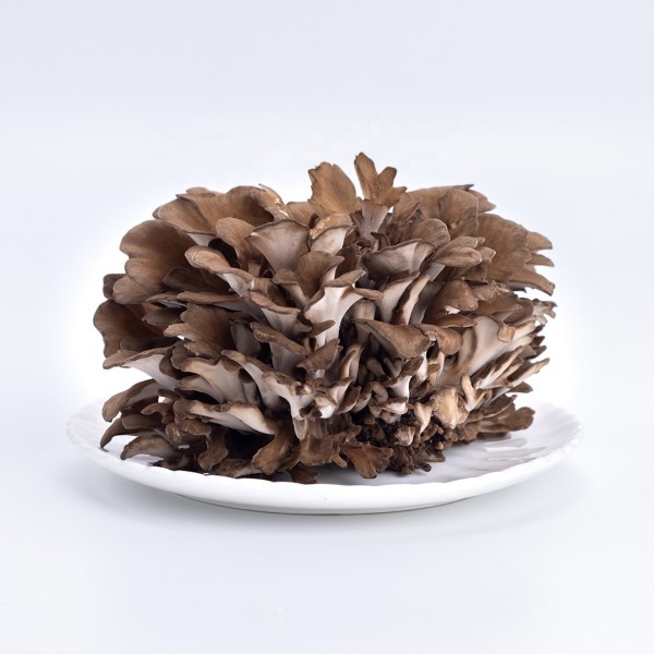 Maitake Mushroom Manufacturer - Grifron Dietary Supplement