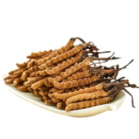 Cordyceps Sinensis Factory - DongChongXiaCao Dried