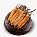 Cordyceps Sinensis Factory - DongChongXiaCao Dried