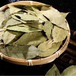 Bay Leaf Factory - Laurel Leaves Cooking