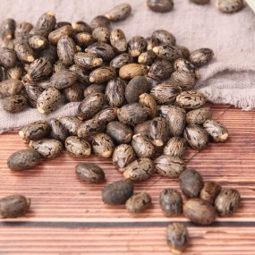 Castor Bean Seed Manufacturer - Bi Ma Zi Natural