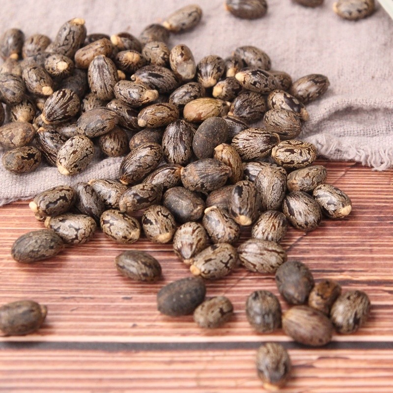 Castor Bean Seed Manufacturer - Bi Ma Zi Natural
