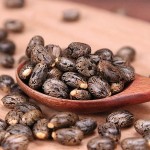 Castor Bean Seed Manufacturer - Bi Ma Zi Natural