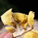 Chanterelle Mushrooms Manufacturer - Dried Bulk Wholesale
