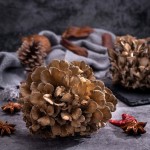 Maitake Mushroom Manufacturer - Grifron Dietary Supplement
