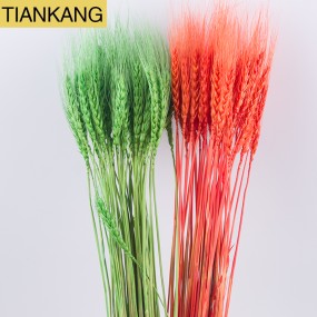 Wheat Straw Flowers Supplier - Natural Dried Multi-colored