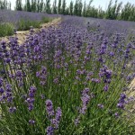 Dried Lavender Bouquet Manufacturer - Natural Decorative Flowers