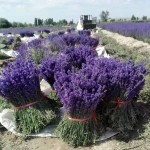 Dried Lavender Bouquet Manufacturer - Natural Decorative Flowers