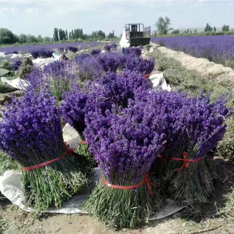 Dried Lavender Bouquet Manufacturer - Natural Decorative Flowers
