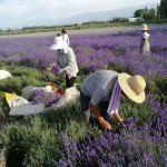Dried Lavender Bouquet Manufacturer - Natural Decorative Flowers