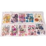 Natural Pressed Flowers Manufacturer - DIY Phone Case Specimens